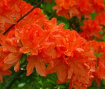 Азалия листопадная (Rhododendron molle)