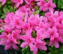 Азалия японская (Rhododendron japonicum)