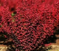 Барбарис Тунберга Ред Тирс (Berberis thunbergii 'Red Tears')