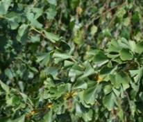 Гинкго двулопастный Пендула (Ginkgo biloba 'Pendula')