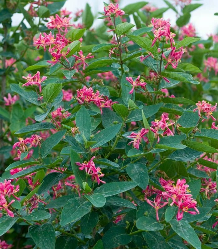 Жимолость татарская Арнольд Ред (Lonicera tatarica 'Arnold Red')