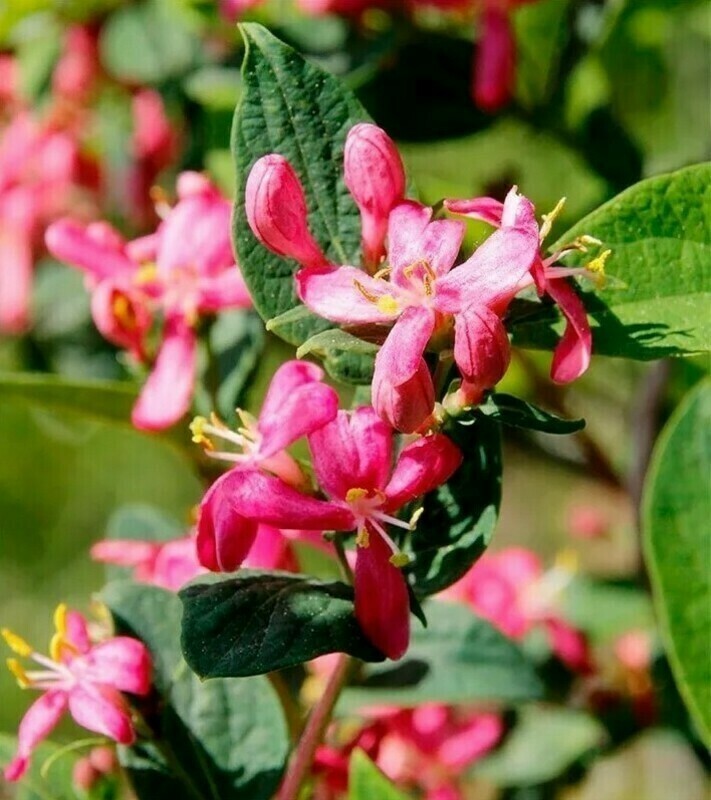 Жимолость татарская Арнольд Ред (Lonicera tatarica 'Arnold Red')