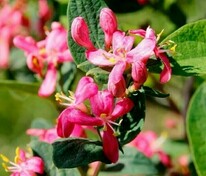 Жимолость татарская Арнольд Ред (Lonicera tatarica 'Arnold Red')