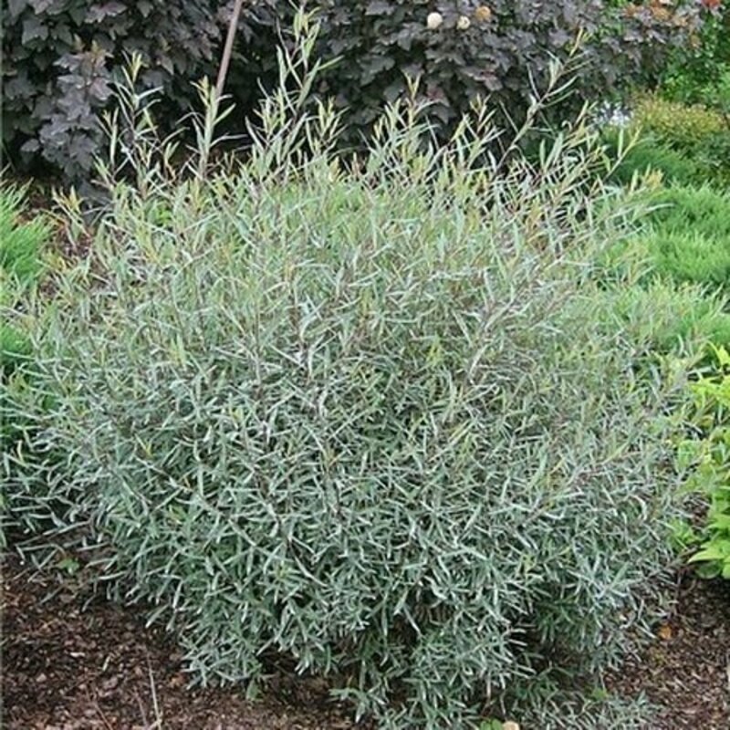 Ива Нана Каньон Блю (Salix 'Nana Canyon Blue')