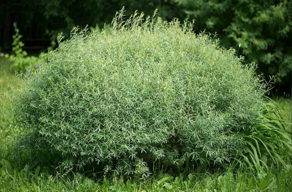 Ива Нана Каньон Блю (Salix 'Nana Canyon Blue')