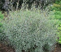 Ива Нана Каньон Блю (Salix 'Nana Canyon Blue')