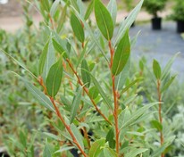Ива Флейм (Salix 'Flame')