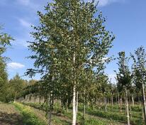 Берёза белая (Betula pendula)