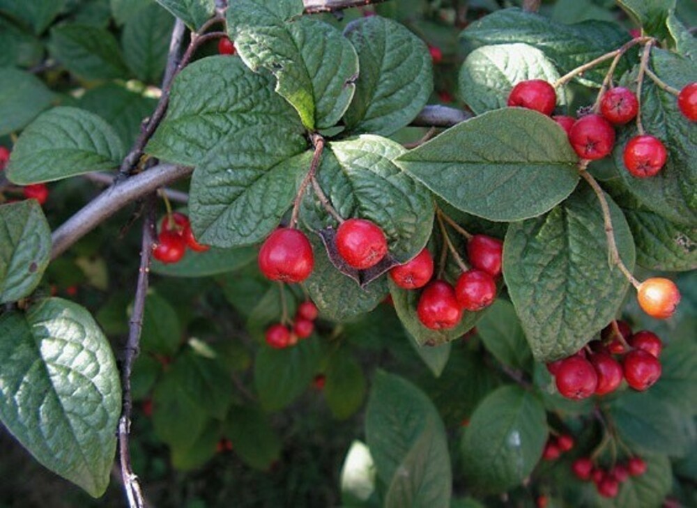 Кизильник пузырчатый (Cotoneaster bullatus)