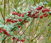 Кизильник пузырчатый (Cotoneaster bullatus)