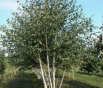 Берёза полезная (Betula utilis)