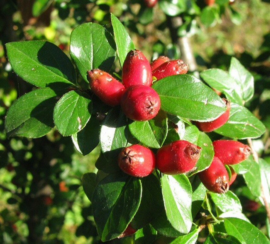Кизильник растопыренный (Cotoneaster divaricatus)