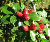 Кизильник растопыренный (Cotoneaster divaricatus)