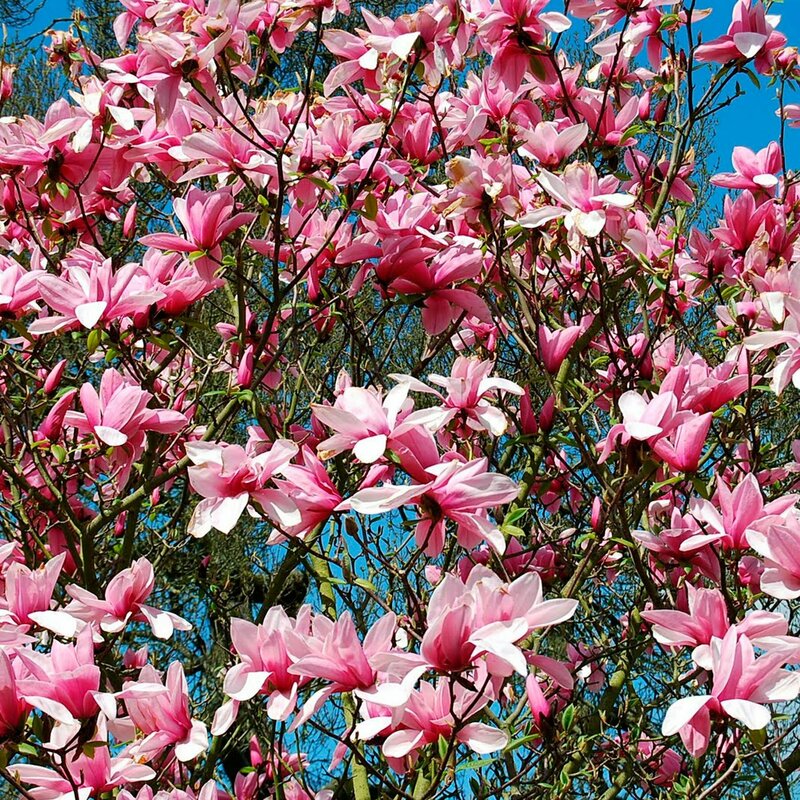 Магнолия гибридная Пинки (Magnolia 'Pinkie')