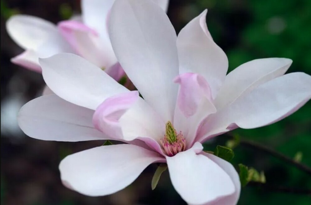 Магнолия гибридная Пинки (Magnolia 'Pinkie')