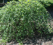 Берёза чёрная Саммер Каскад (Betula nigra 'Summer Cascade')