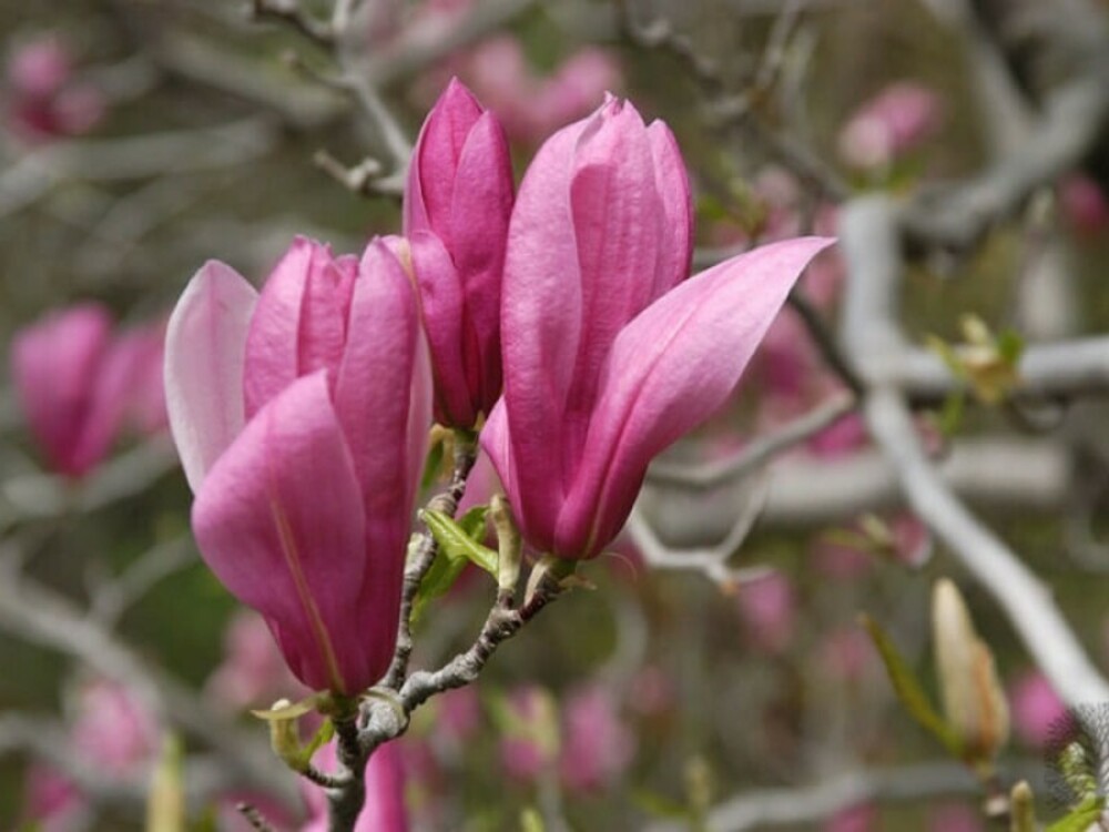 Магнолия гибридная Рики (Magnolia 'Ricki')