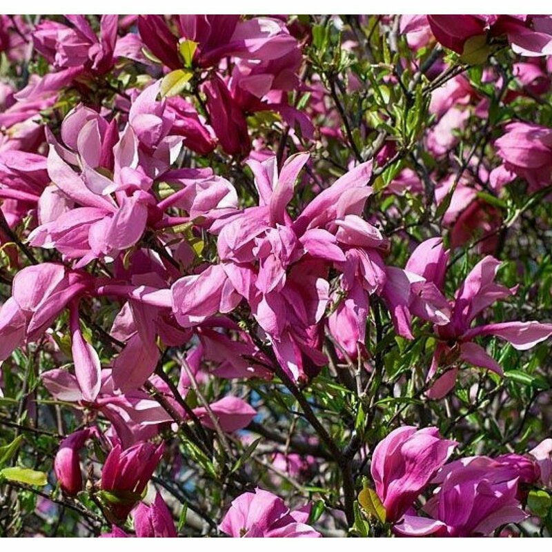 Магнолия гибридная Рики (Magnolia 'Ricki')