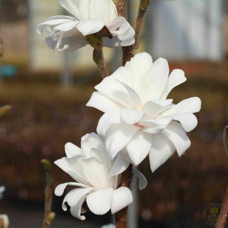 Магнолия Лебнера Мэг'с Пируэт (Magnolia &times; loebneri 'Mag's Pirouette')