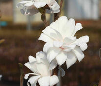 Магнолия Лебнера Мэг'с Пируэт (Magnolia × loebneri 'Mag's Pirouette')