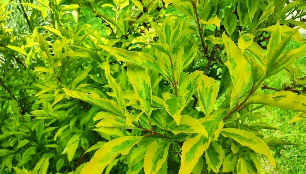 Форзиция промежуточная Голден Таймс (Forsythia &times; intermedia 'Golden Times')