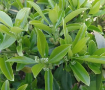 Бересклет Форчуна Дартс Бланкет (Euonymus fortunei 'Dart's Blanket')