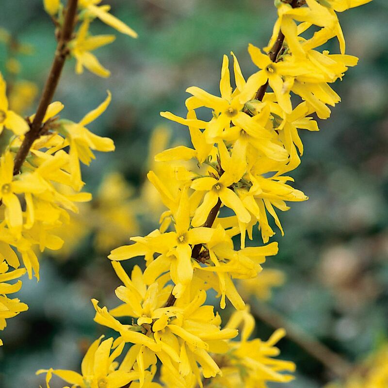 Форзиция промежуточная Линвуд (Forsythia &times; intermedia 'Lynwood')