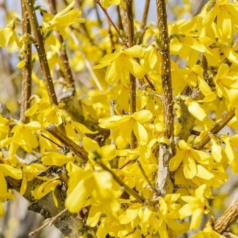 Форзиция промежуточная Линвуд (Forsythia &times; intermedia 'Lynwood')