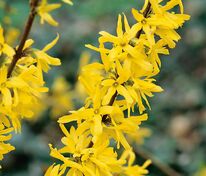 Форзиция промежуточная Линвуд (Forsythia × intermedia 'Lynwood')