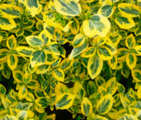 Бересклет Форчуна Канадейл Голд (Euonymus fortunei 'Canadale Gold')