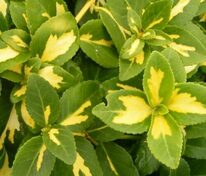 Бересклет Форчуна Санспот (Euonymus fortunei 'Sunspot')