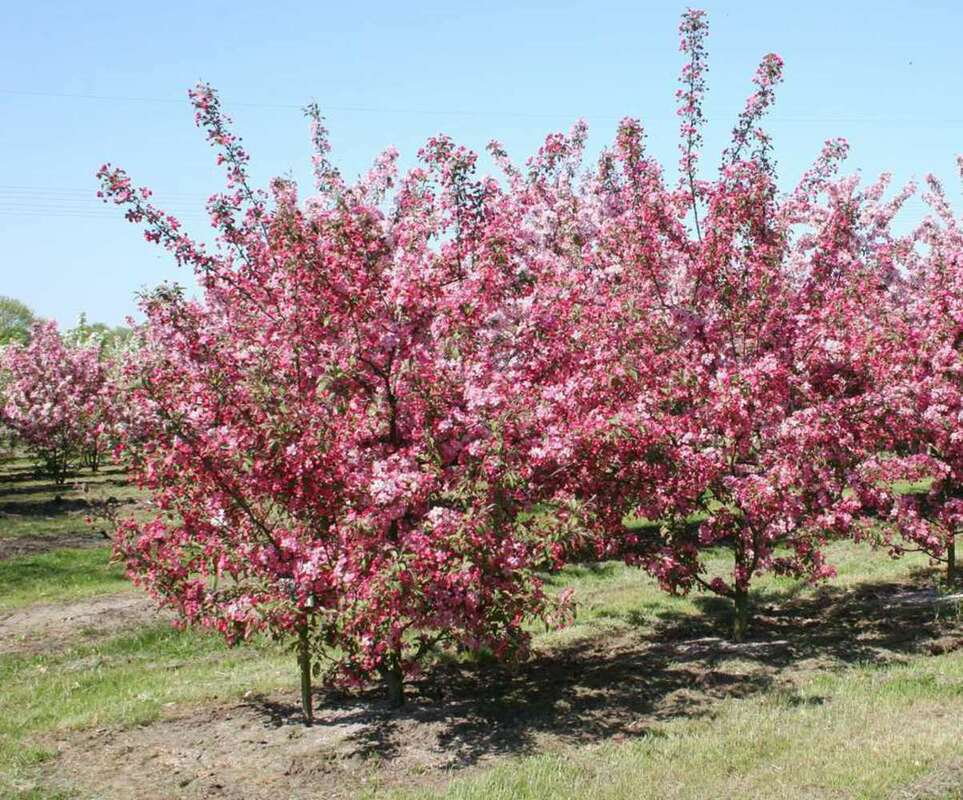 Яблоня декоративная Кокцинелла (Malus 'Coccinella')