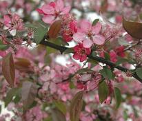 Яблоня декоративная Кокцинелла (Malus 'Coccinella')