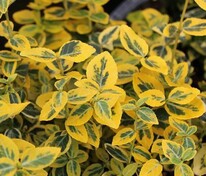 Бересклет Форчуна Саншайн (Euonymus fortunei 'Sunshine')