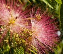 Акация шелковая (альбиция ленкоранская) (Albizia julibrissin)