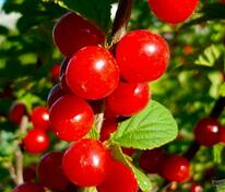 Вишня войлочная Детская (Prunus tomentosa 'Detskaya')