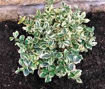 Бересклет Форчуна Сильвер Квин (Euonymus fortunei 'Silver Queen')