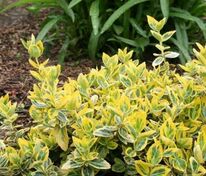 Бересклет Форчуна Хания (Euonymus fortunei 'Hania')