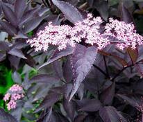 Бузина чёрная Блэк Бьюти (Sambucus nigra 'Black Beauty')