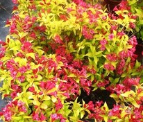 Вейгела Бриант Рубидор Олимпиада (Weigela 'Olympiade')