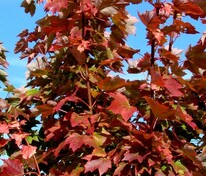 Клён красный Брэндивайн (Acer rubrum 'Brandywine')
