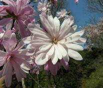 Магнолия звездчатая Розеа (Magnolia stellata 'Rosea')