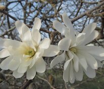 Магнолия звездчатая Роял Стар (Magnolia stellata 'Royal Star')