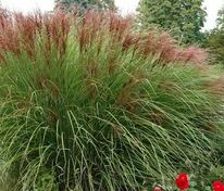 Мискантус китайский Грацилимус (Miscanthus sinensis 'Gracillimus')