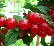 Вишня войлочная Сказка (Prunus tomentosa 'Skazka')