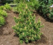 Сосна Банкса Арктис (Pinus banksiana 'Arktis')