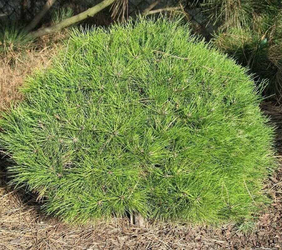 Сосна чёрная Мари Брегон (Pinus nigra 'Marie Bregeon')