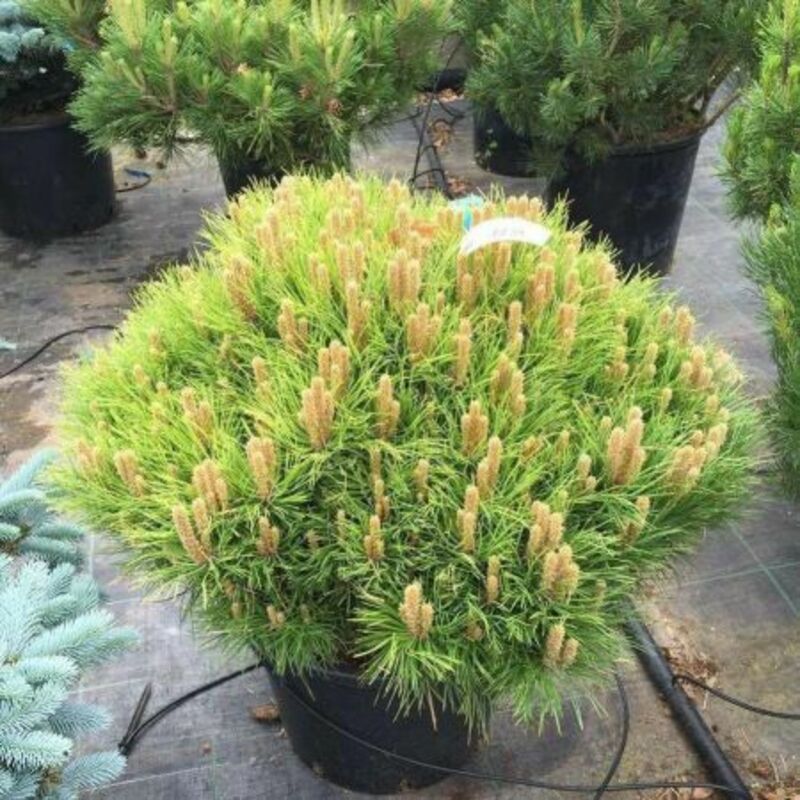 Сосна чёрная Мари Брегон (Pinus nigra 'Marie Bregeon')