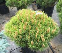 Сосна чёрная Мари Брегон (Pinus nigra 'Marie Bregeon')