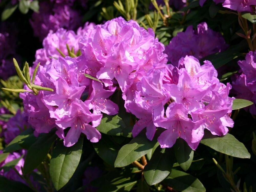 Рододендрон катевбинский Грандифлорум (Rhododendron 'Catawbiense Grandiflorum')